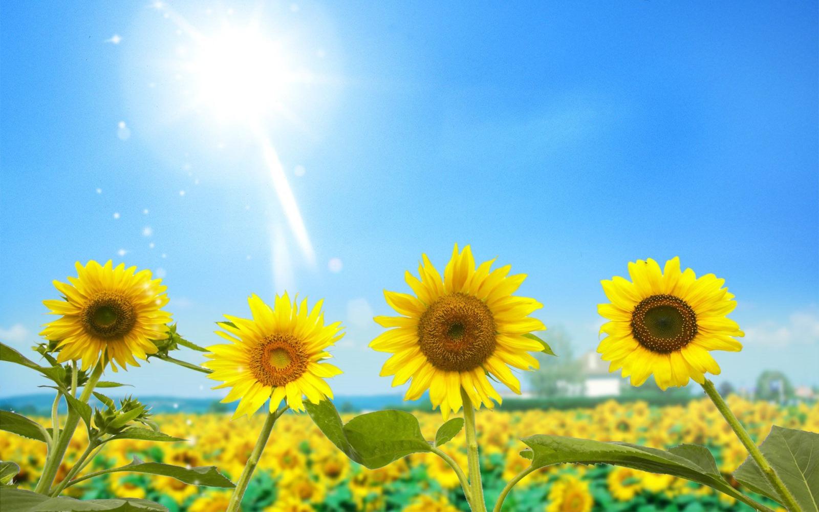 1920x1200 Sunflower Wallpapers HD
