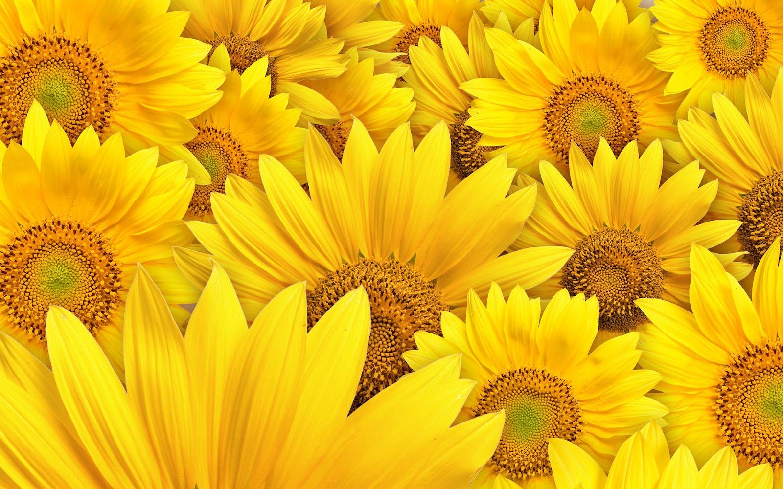 1600x1000 43+] HD Sunflower Wallpaper on WallpaperSafari