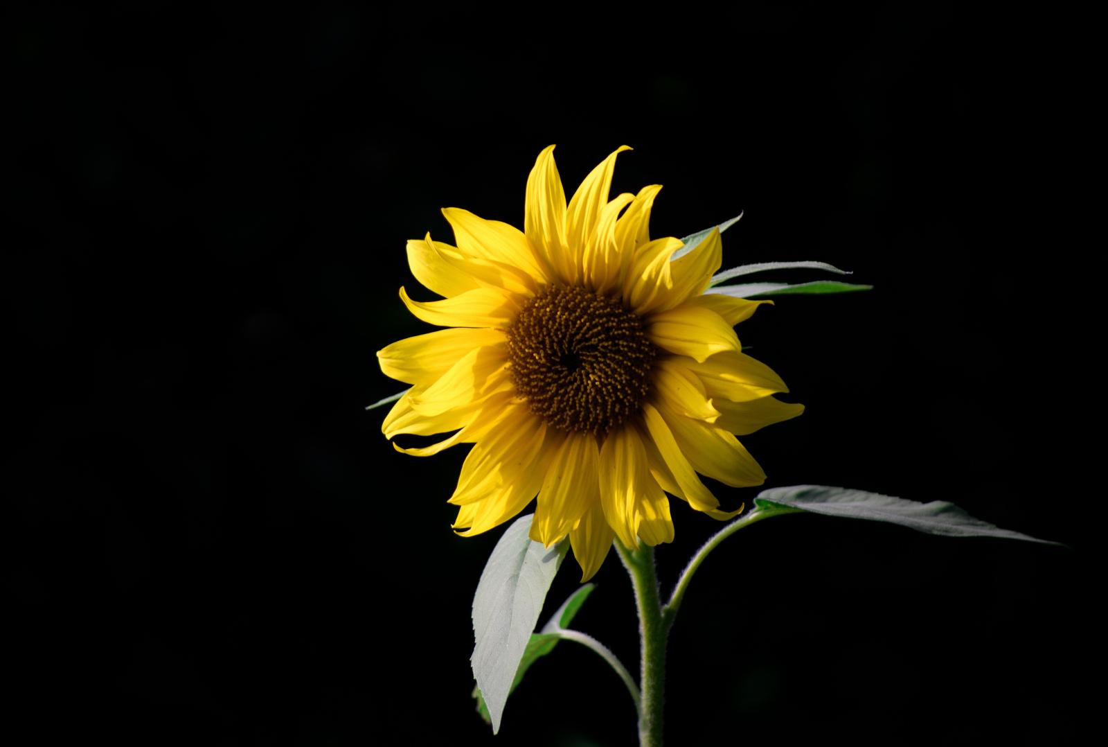 5317x3585 Photo of Sunflower · Free Stock Photo