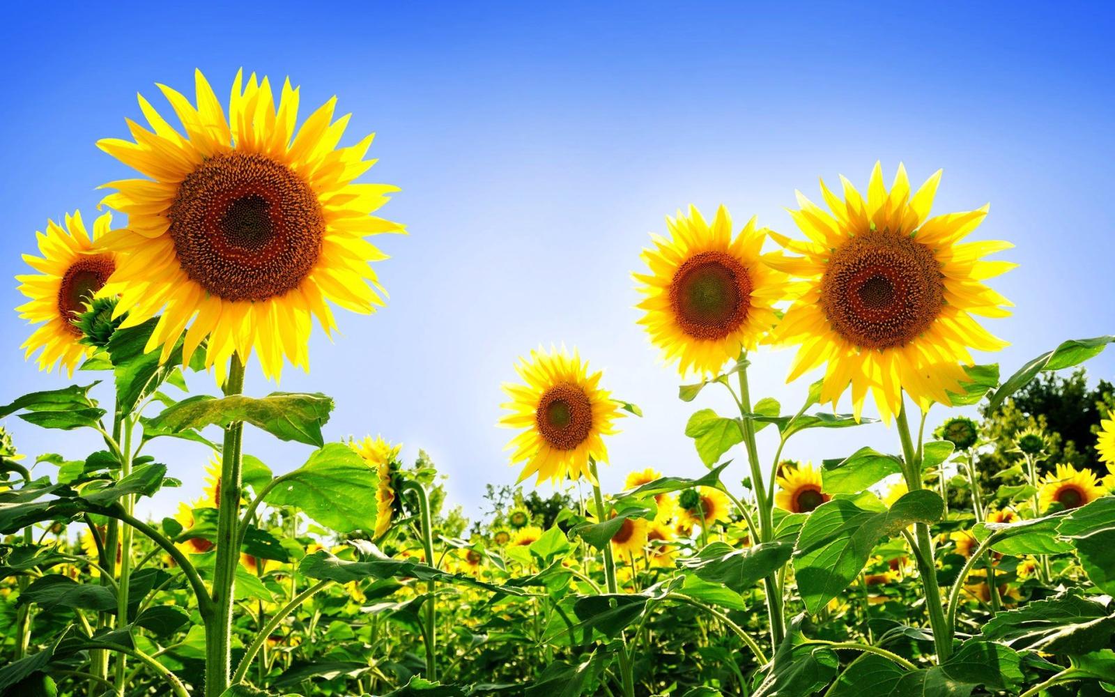 1920x1200 Sunflower Wallpapers HD