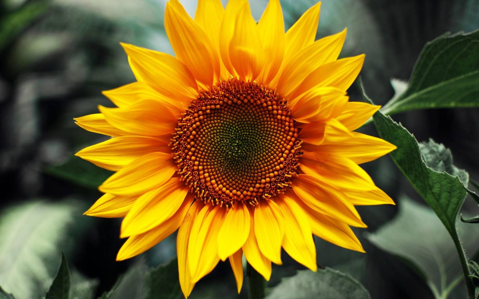 1920x1200 Sunflower Background – download in digitalimagemakerworld.com chargeless