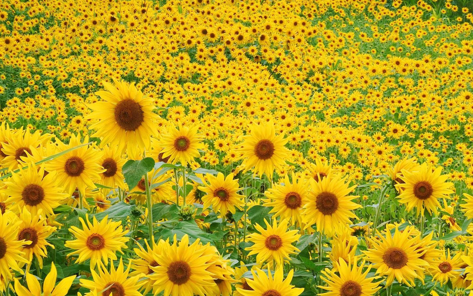 1920x1200 Sunflower Field Wallpapers | HD Wallpapers | ID #1542