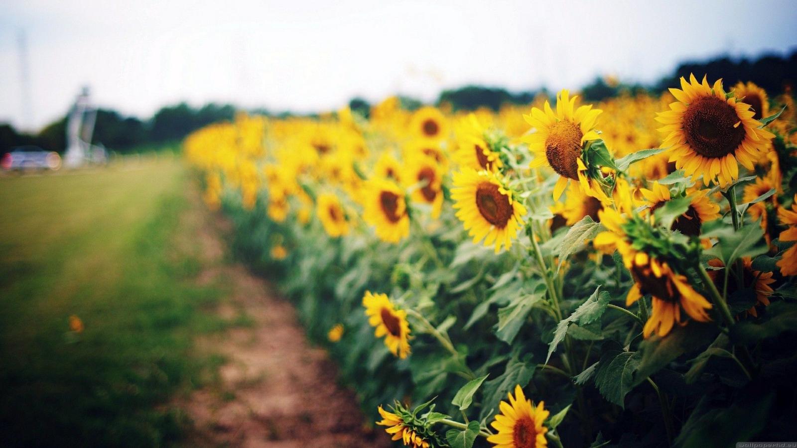 1920x1080 Sunflower Desktop Wallpapers (72+ background pictures)