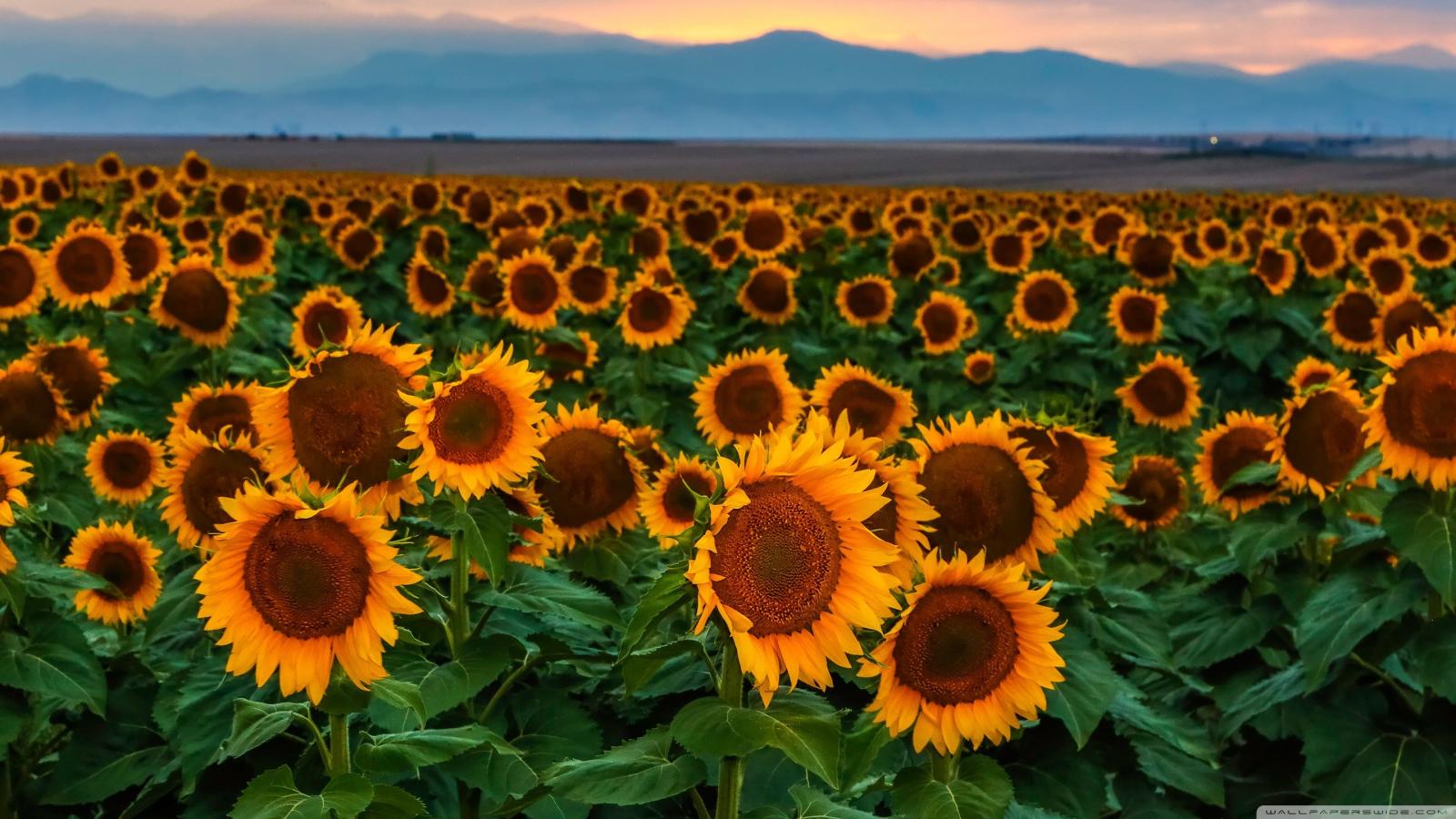 2880x1620 Sunflower Field, Sunset, Colorado ❤ 4K HD Desktop Wallpaper for 4K