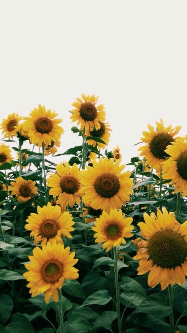 719x1280 Sunflower HD Wallpaper | Wallpapedia
