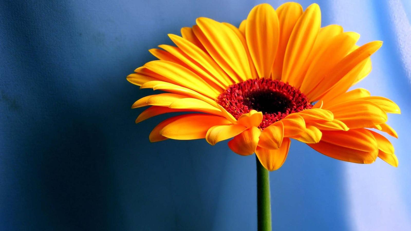 1920x1080 Sunflower Pure Thoughts Hd Wallpaper Background Images