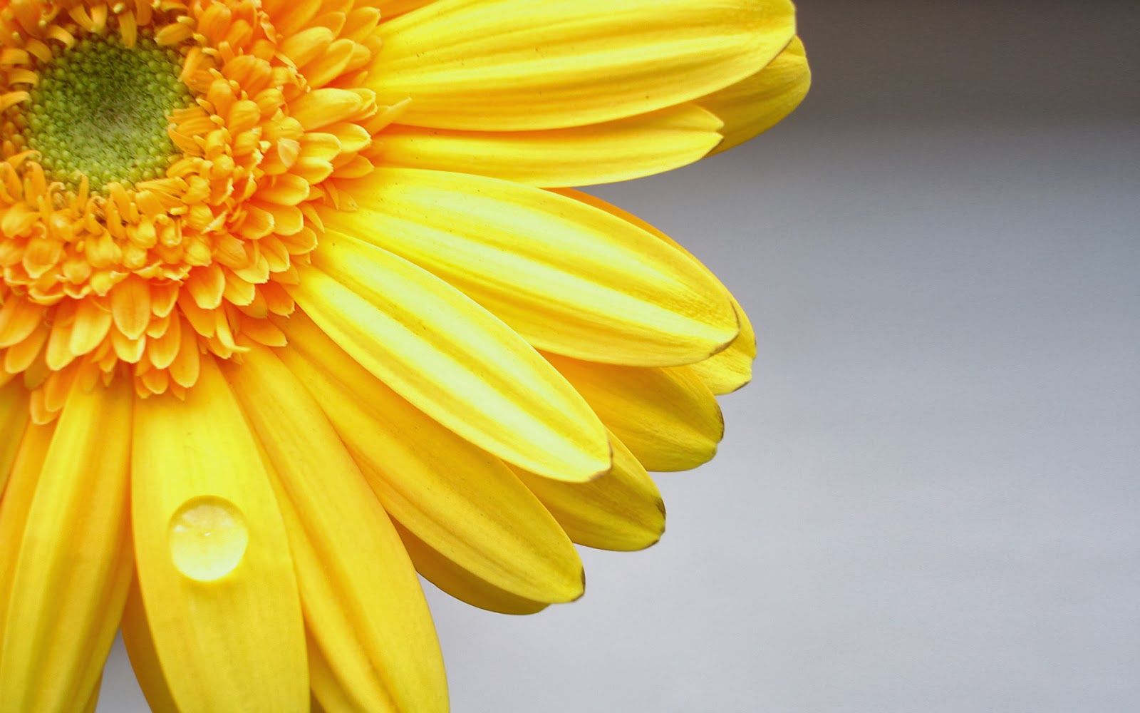 1600x1000 Beautiful Sunflower HD Wallpaper