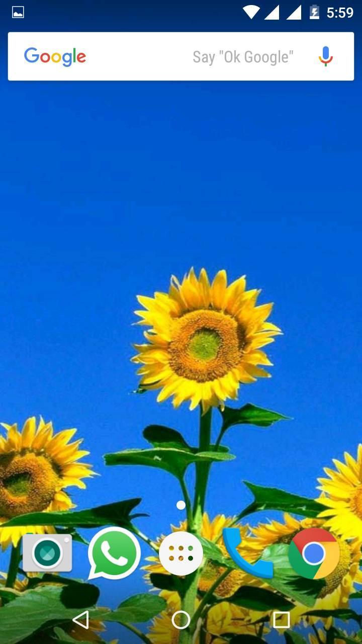 720x1280 Sunflower HD Wallpaper for Android - APK Download