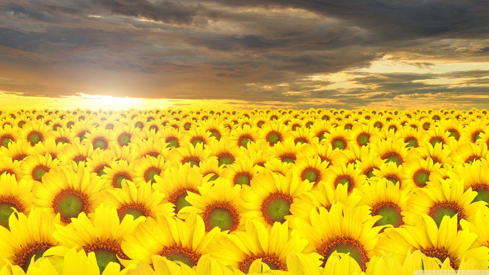 2560x1440 Field of Sunflowers HD wallpaper