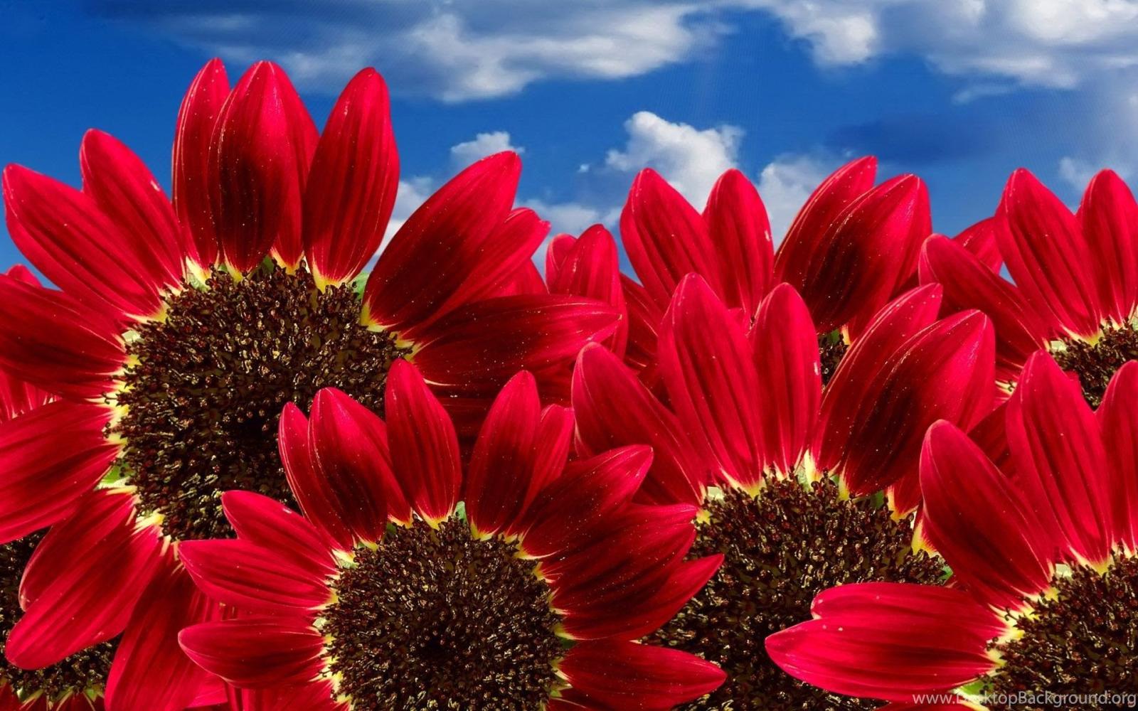 1920x1200 Sunflower Wallpapers Wallpapers HD Wallpapers 83265 Desktop Background