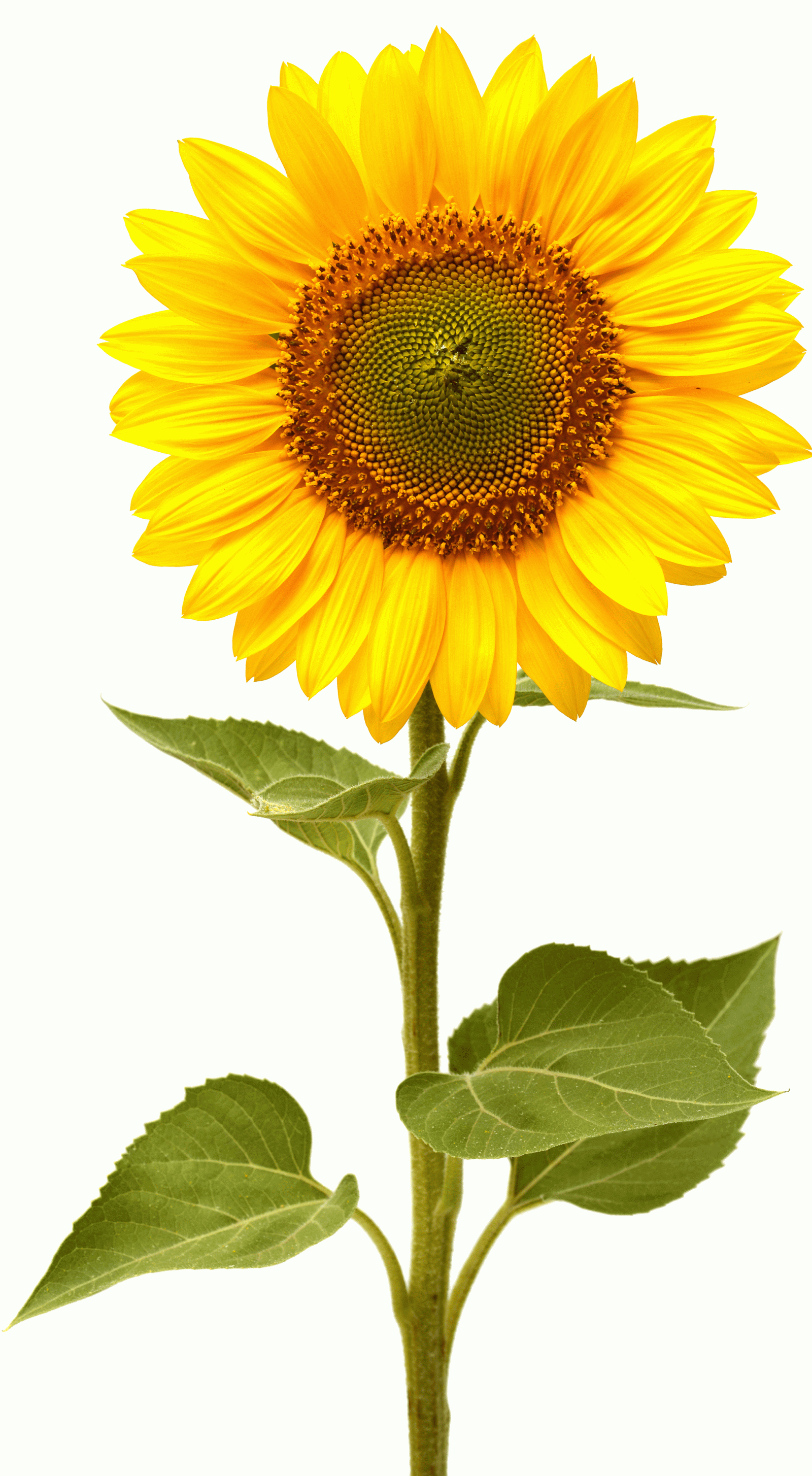 2045x3717 Sunflower Pictures, Top HD Sunflower Pics, #OBB HDQ Cover