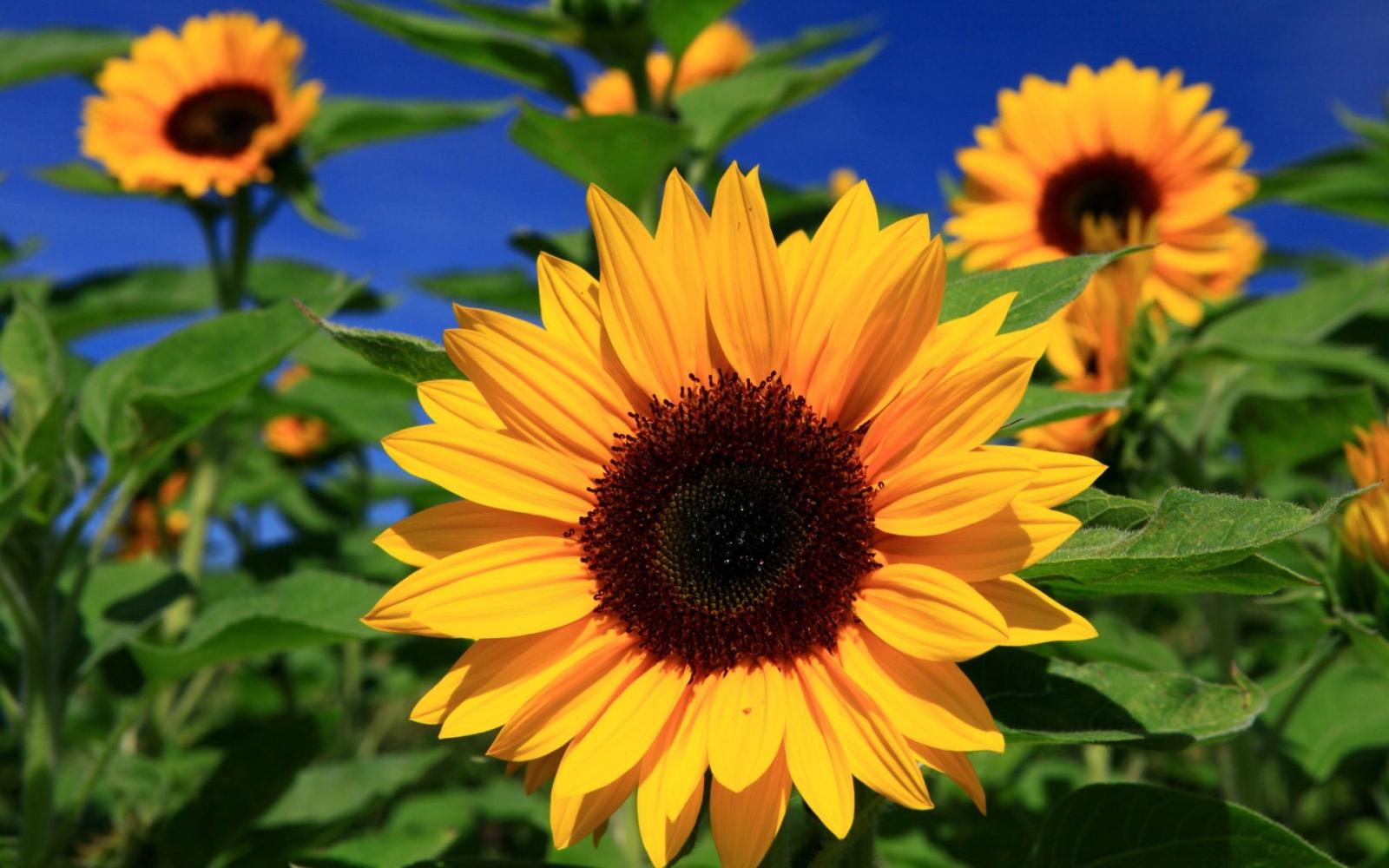 1920x1200 Sunflower Wallpaper Desktop Sunflower Wallpapers Images - Sun