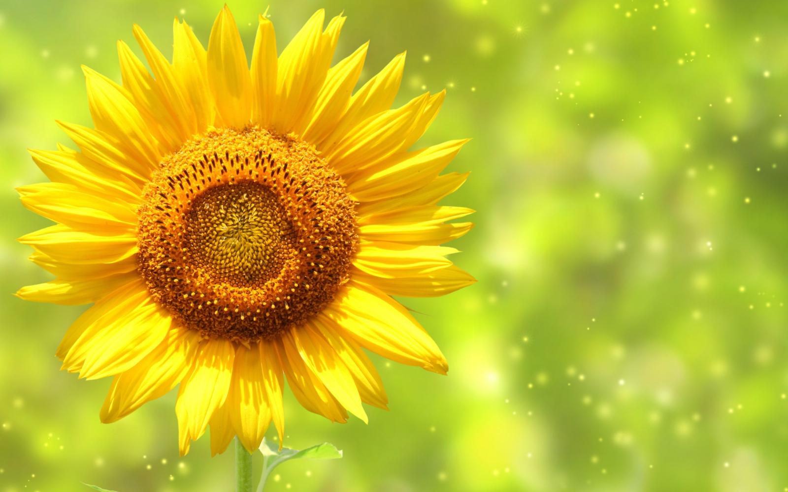 2560x1600 Pretty Sunflower HD Wallpapers | Backgrounds