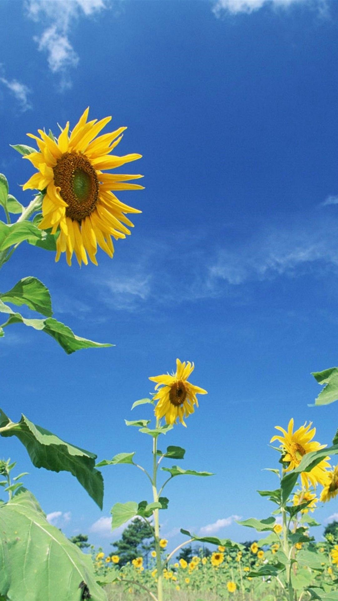 1080x1920 Sunflower Android Wallpaper HD - 2019 Android Wallpapers