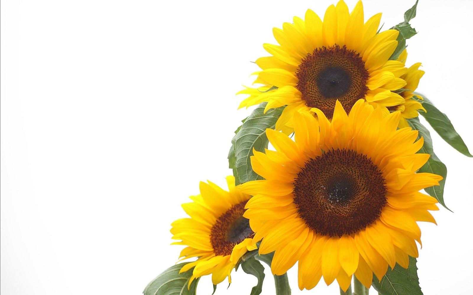 1920x1200 Sunflower Photography – download HD images on digitalimagemakerworld