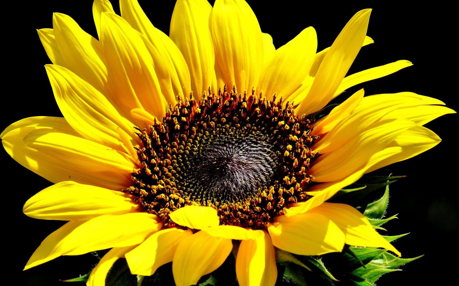 2560x1600 Sunflower - in the Daisy family! | 269 Sunflower HD Wallpapers