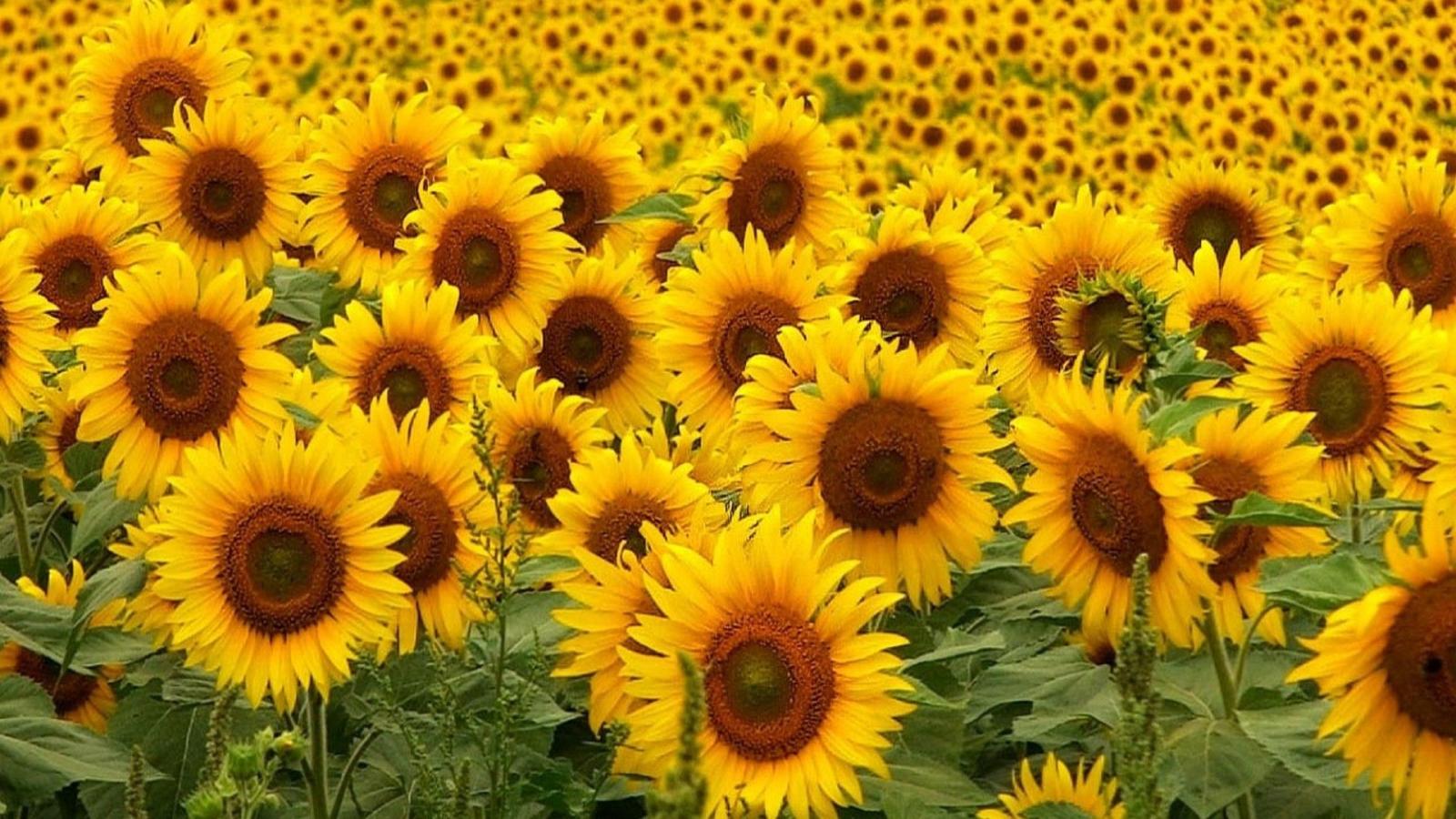 1920x1080 HD Wallpaper Sunflowers | 2019 Cute Wallpapers
