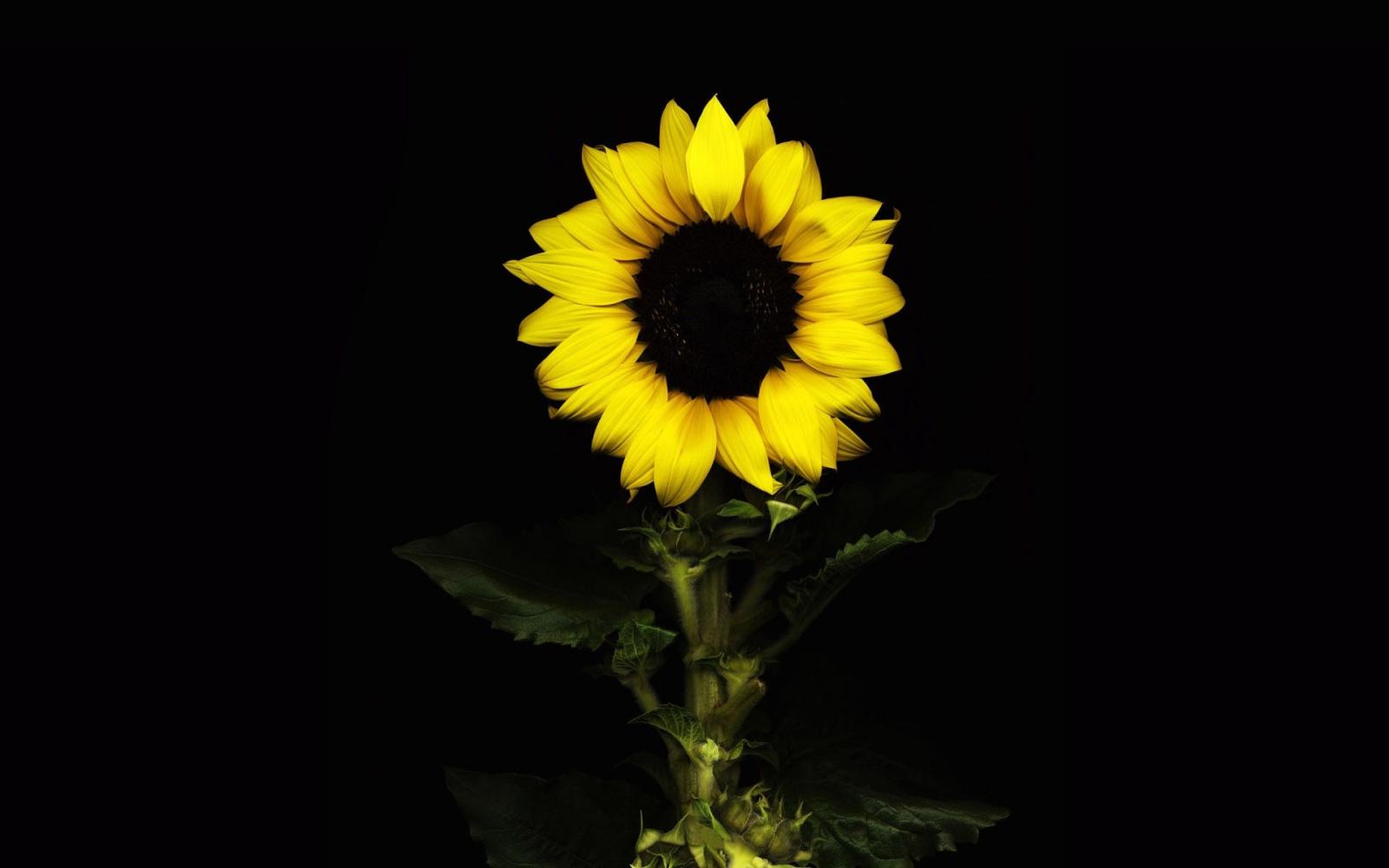 1920x1200 Sunflower Black Background With Flower - Free Stock Photos, Images