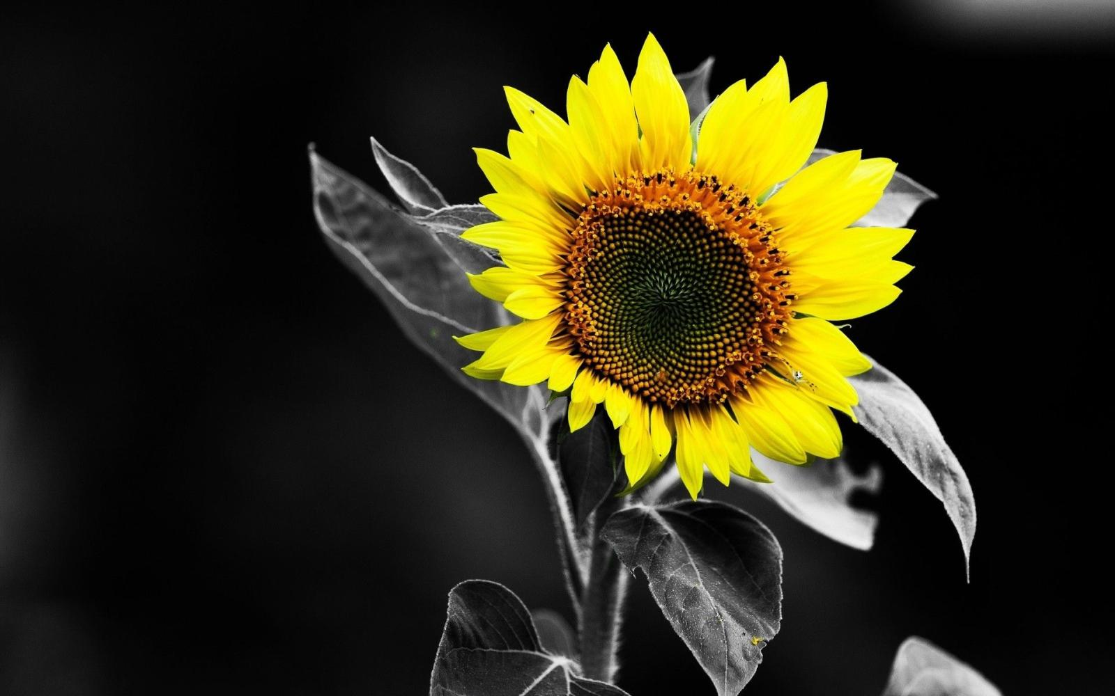 1920x1200 Sunflower Wallpaper Desktop (67+ pictures)