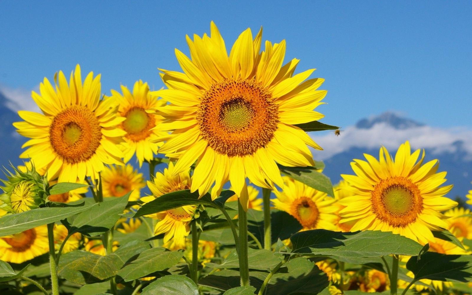 1920x1200 Flower Leaf Sky Flowers Mountains Sunflowers Mountain Sunny