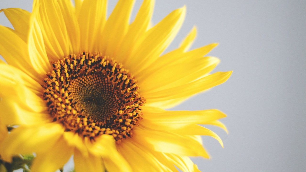 1280x720 Wallpaper sunflower, 5k, 4k wallpaper, yellow, Nature #12582