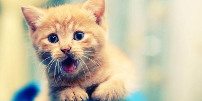 1920x1200 67+ Cute Kitty Wallpapers on WallpaperPlay