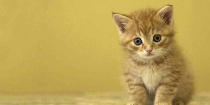 1920x1200 65+ Really Cute Kittens Wallpapers - Download at WallpaperBro