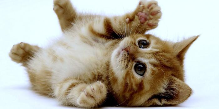 1920x1080 Cute Kitten Wallpapers - Top Free Cute Kitten Backgrounds