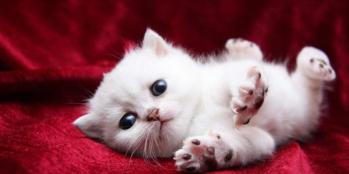 1920x1200 67+ Cute Kitty Wallpapers on WallpaperPlay