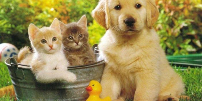 1600x1200 Puppies And Kittens Wallpapers