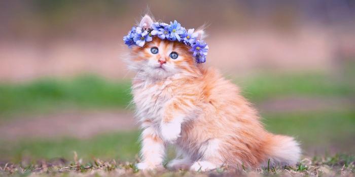 2560x1600 Baby Kittens Wallpaper (63+ images)