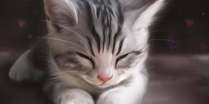 1920x1200 71+ Cute Kitten Wallpapers on WallpaperPlay