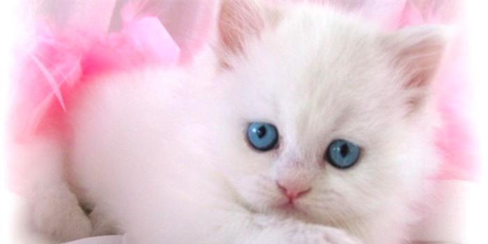 1229x698 Cute White Kitten Wallpaper | Wallpapers Gallery