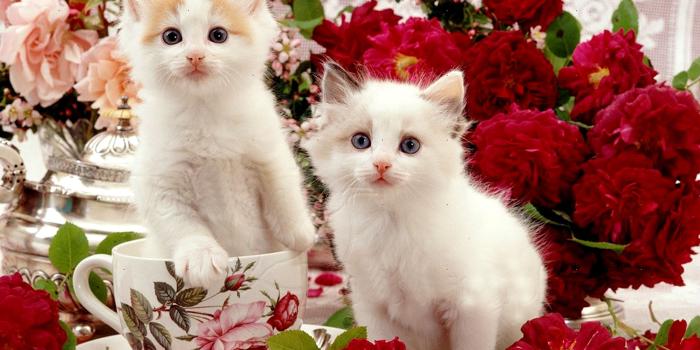 2400x1800 Tatiana McCat on Cats | Kitten wallpaper, Cats, Baby cats