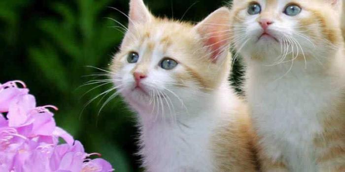 800x1200 Beautiful Kittens wallpapers Collection