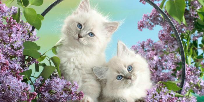 1920x1200 50+ Persian Baby Kitten Wallpapers - Download at WallpaperBro