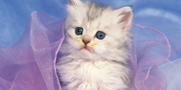 1920x1440 Cute Kittens Wallpapers Free Download - Cute Kitten Cute Cat Free