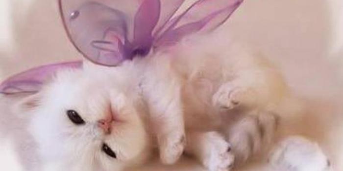 1280x800 30 Cute and Lovely Cat Wallpapers for Desktop
