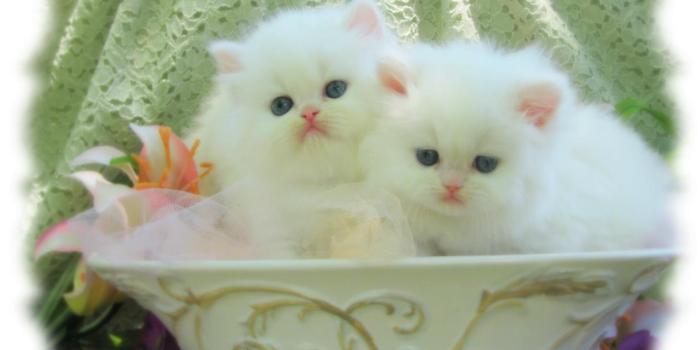 1280x768 Cute Cats and Kittens Wallpapers - Top Free Cute Cats and Kittens