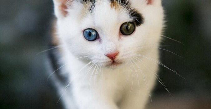 675x1200 1) Twitter | Kitty Cats | Cats, Cute cats, Kitten wallpaper