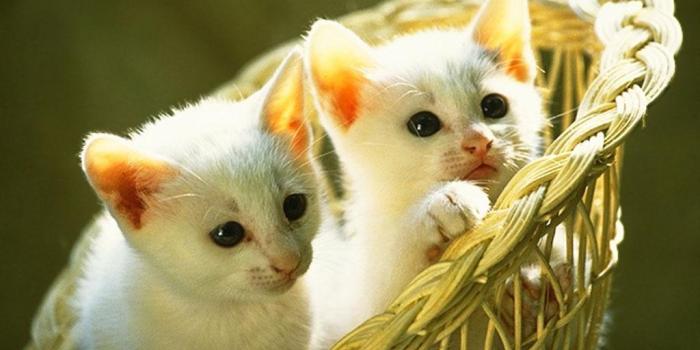 1024x768 Cute Kitten Wallpaper - Kittens Wallpaper (13938529) - Fanpop