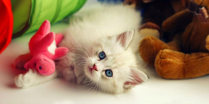 1600x1000 Download beautiful kitten wallpapers, super cute for desktop