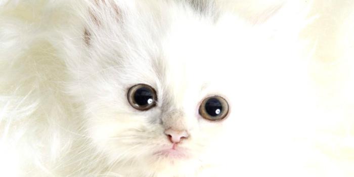 1203x736 Cat Kittens Very Cute Face Wallpaper | Wallpapers Screen
