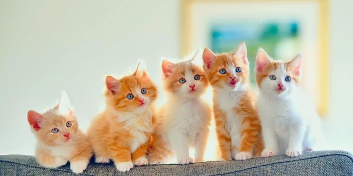 2000x1333 5 Cute Kittens Wallpaper - Cute Kitten Cute Cat Free Wallpaper
