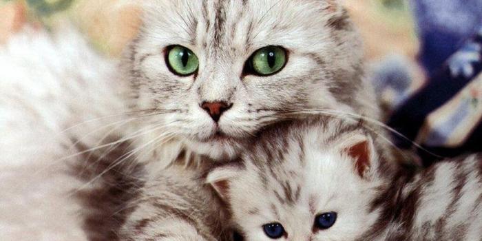 1280x800 Beautiful Cat and Kitten - Gatti wallpaper (16095953) - fanpop