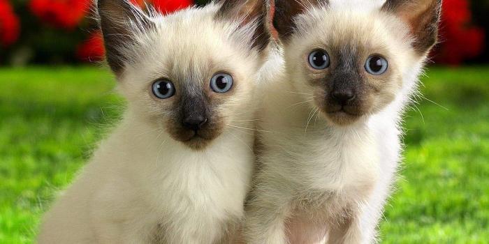 1400x1050 Couple Of Beautiful Kitten #Wallpaper - HD Wallpapers