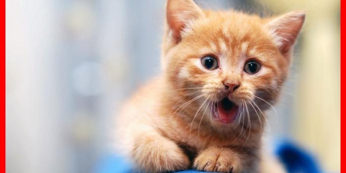 1982x1262 67+ Cute Kitty Wallpapers on WallpaperPlay