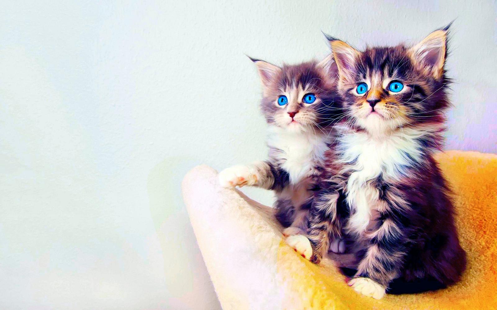2960x1850 New Cats Wallpapers Download 79 Cute Cat Pics & HD Images Free