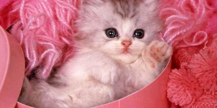 1024x768 Nice Kittens Wallpapers – 4kwallpaper.org