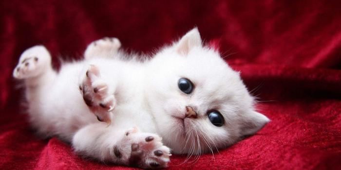 1920x1200 Cute Kitten Wallpapers ·① WallpaperTag